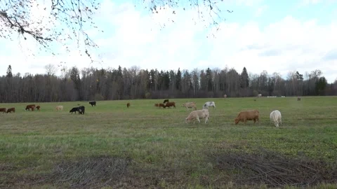 Beef cattle in the meadow Stock Footage 163861055