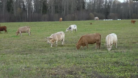 Beef cattle in the meadow Stock Footage 163861059