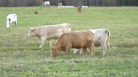 Beef cattle in the meadow Stock Footage 163861085