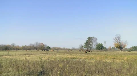 Beef cattle on the move_HD Stock Footage 10565229