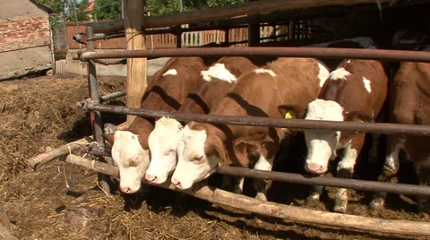 Beef cattle open system 1 Stock Footage 39677508