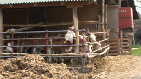 Beef cattle open system 5 Stock Footage 39678050