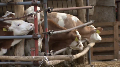 Beef cattle open system 6 Stock Footage 39678425