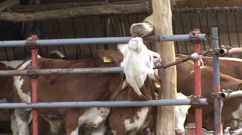 Beef cattle open system 7 Stock Footage 39678164