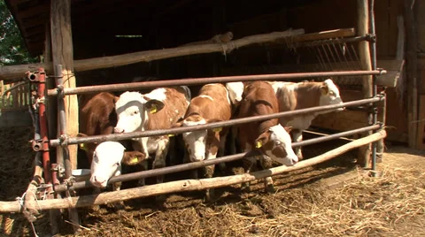 Beef cattle open system 8 Stock Footage 39678087