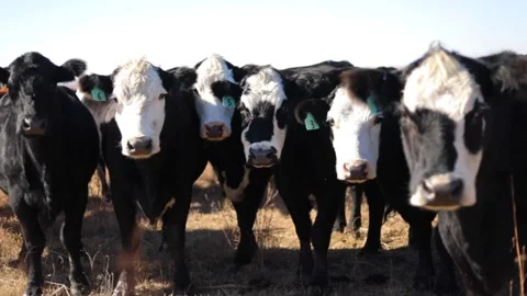 Beef Cattle In Pasture 動画素材 273621956