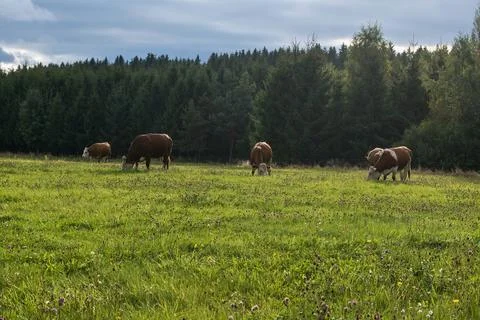 Beef cattle on pasture Stock Photos