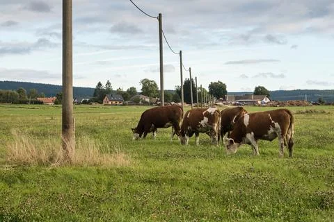 Beef cattle on pasture Stock Photos