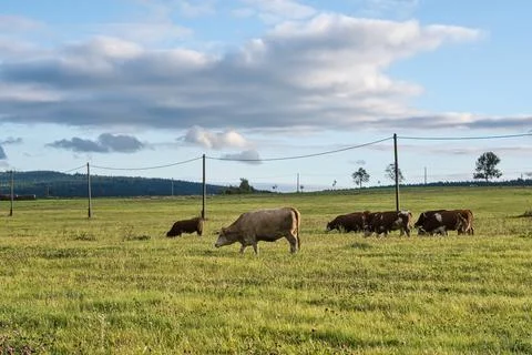 Beef cattle on pasture Stock Photos