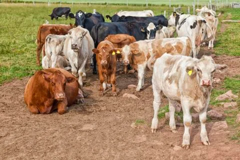 Beef cattle Stock Photos