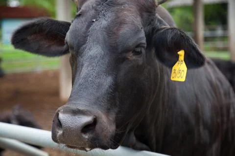 Beef cattle Stock Photos