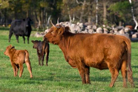 Beef Cattle Stock Photos