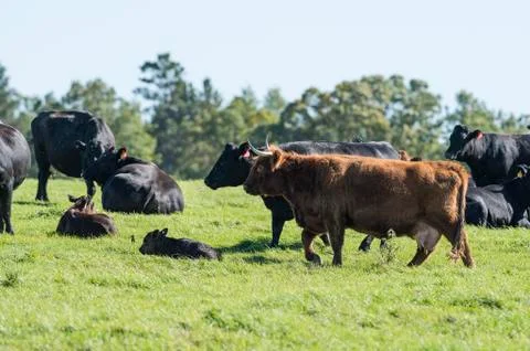 Beef Cattle Stock Photos