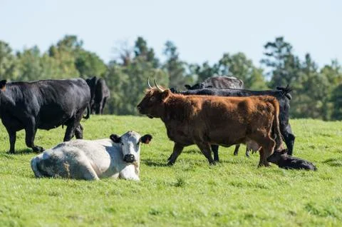 Beef Cattle Stock Photos
