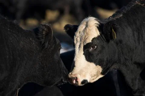 Beef Cattle Stock Photos