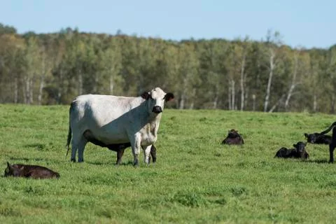 Beef Cattle Stock Photos