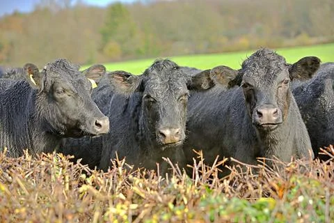 Beef cattle Stock Photos