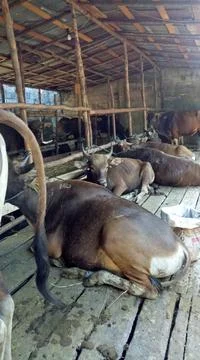 Beef cattle, prepared for the celebration of Eid al-Adha. Stock Photos