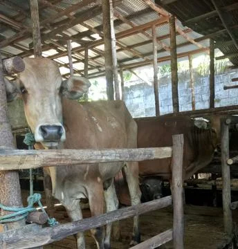 Beef cattle, prepared for the celebration of Eid al-Adha. Stock Photos