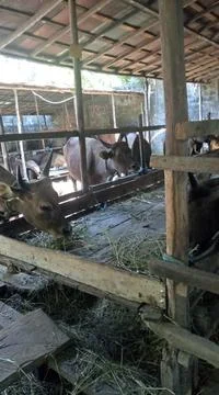Beef cattle, prepared for the celebration of Eid al-Adha. Stock Photos
