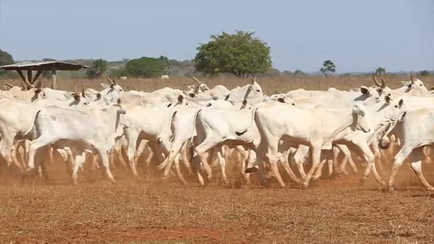 Beef cattle run in confinement and raise dust Stock Footage 129449554
