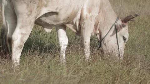 Beef cattle videos Stock Footage 194791106