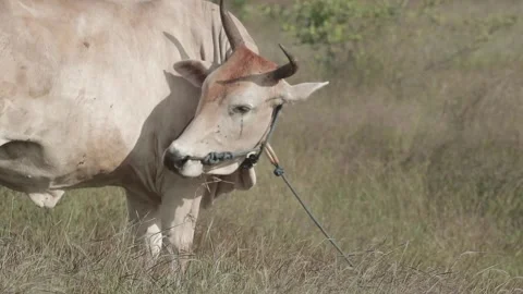 Beef cattle videos Stock Footage 194791108