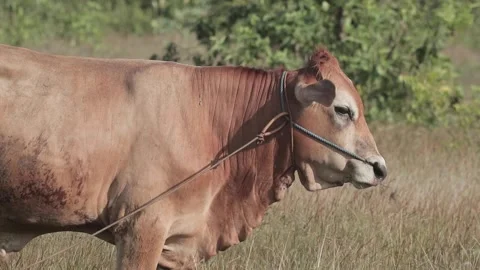 Beef cattle videos Stock Footage 194791302