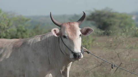Beef cattle videos Stock Footage 194791305
