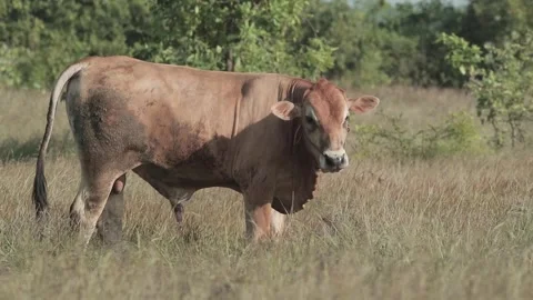 Beef cattle videos Stock Footage 194791334