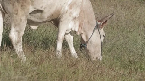 Beef cattle videos Stock Footage 194791448