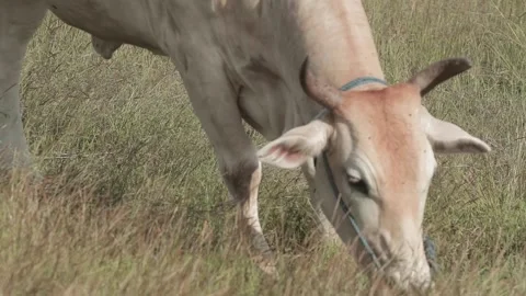 Beef cattle videos Stock Footage 194791452