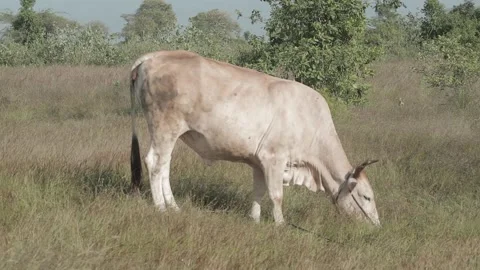 Beef cattle videos Stock Footage 194791453