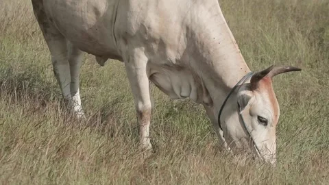 Beef cattle videos Stock Footage 194791491