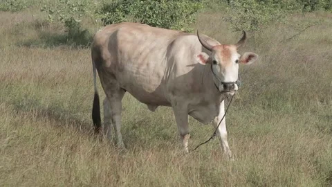 Beef cattle videos Stock Footage 194791534