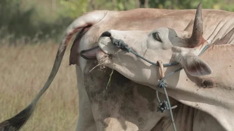 Beef cattle videos Stock Footage 194792001