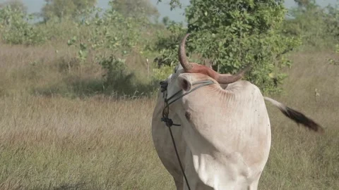 Beef cattle videos Stock Footage 194792003