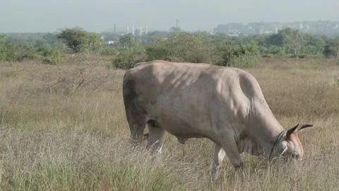 Beef cattle videos Stock Footage 194792280