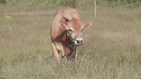 Beef cattle videos Stock Footage 194792281