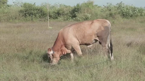 Beef cattle videos Stock Footage 194792307