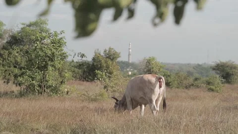 Beef cattle videos Stock Footage 194792498
