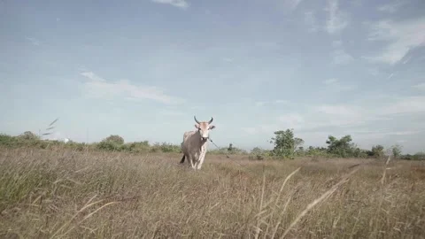 Beef cattle videos Stock Footage 194792589