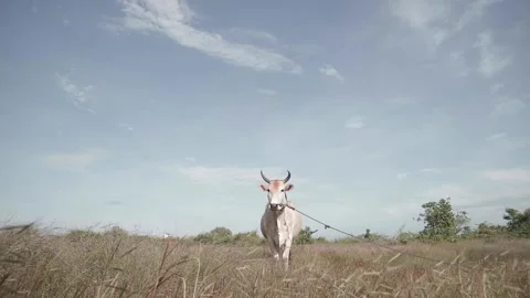 Beef cattle videos Stock Footage 194792625