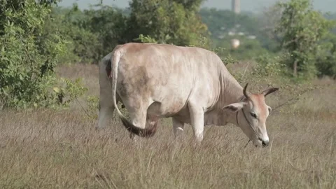 Beef cattle videos Stock Footage 194792643
