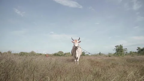 Beef cattle videos Stock Footage 194792647