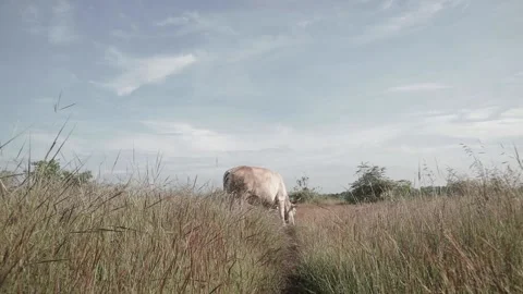 Beef cattle videos Stock Footage 194793611
