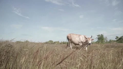 Beef cattle videos Stock Footage 194793660