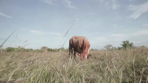 Beef cattle videos Stock Footage 194794172