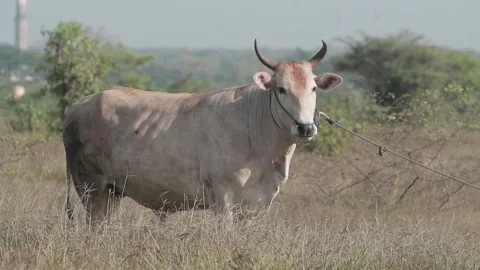 Beef cattle videos Stock Footage 194794223