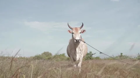 Beef cattle videos Stock Footage 194794288